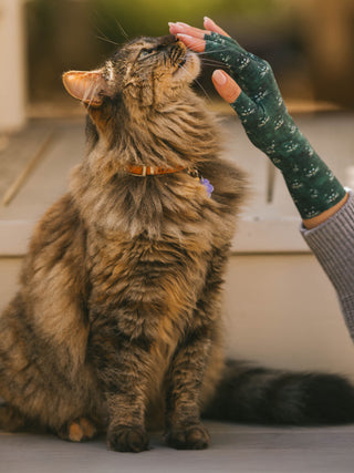 Pounce